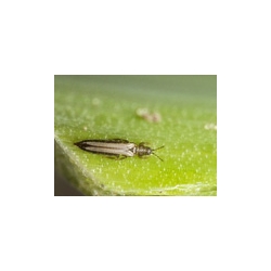 Amblyseius cucumeris contre Thrips