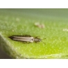 Amblyseius cucumeris contre Thrips