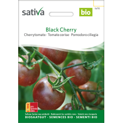 Sativa Tomate cerise Black Cherry – Bio