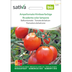 Sativa Ampeltomate Himbeerfarbige - Balkontomate Bio