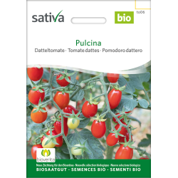 Sativa Pulcina  - Datteltomate Bio