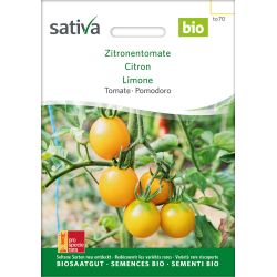 Lemon tomato – organic tomato