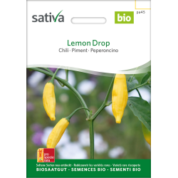 Sativa Lemon Drop  –  Chilli Bio